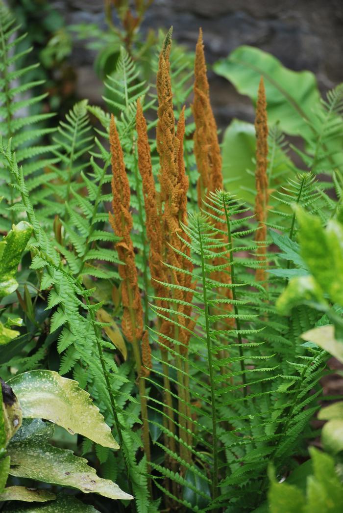 G980 Fern Osmunda Cinnamonea 11 5e313c2b E625 4404 Bd20 0d0da518a72a from www redcrocus com