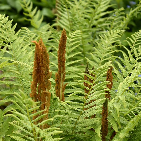 G980 Fern Osmunda Cinnamonea 12 B82c202d 6dba 4e4b 9bee Bb00812b0e7f from www redcrocus com