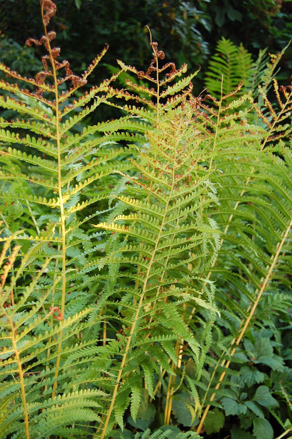 G980 Fern Osmunda Cinnamonea 14 2fed5c4b 0802 47d1 87ac 630e9517ae65 from www redcrocus com
