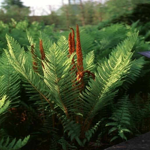 G980 Fern Osmunda Cinnamonea 15 B58c67db 59df 4cdd 81e3 974d5d21698c from www redcrocus com