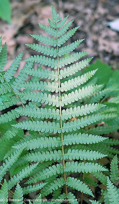 G980 Fern Osmunda Cinnamonea 16 9892175c Af4b 47a6 A564 4288cc00300f from www redcrocus com