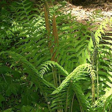 G980 Fern Osmunda Cinnamonea 17 Ad042811 80ab 4663 A960 Bce22a7ca334 from www redcrocus com