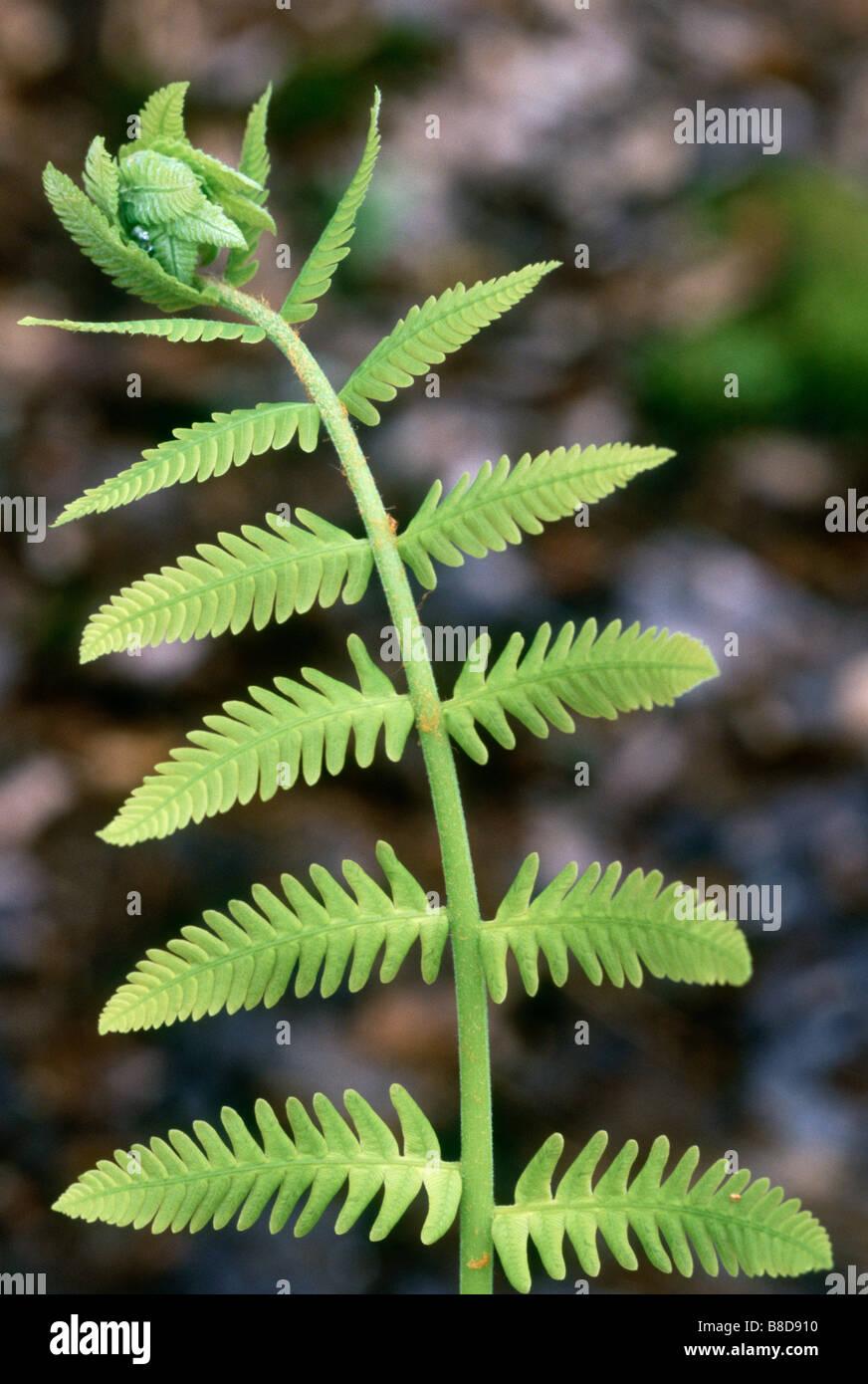 G980 Fern Osmunda Cinnamonea 3 C816136a 0e01 42a1 9304 970b19ca7525 from www redcrocus com