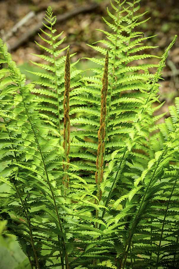 G980 Fern Osmunda Cinnamonea 4 A2785701 407e 4b87 9e79 453d4df70c1b from www redcrocus com