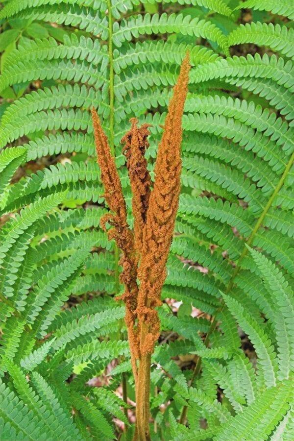 G980 Fern Osmunda Cinnamonea 5 5becb94f 3fc0 4c8a 815b 30e67ebe3454 from www redcrocus com