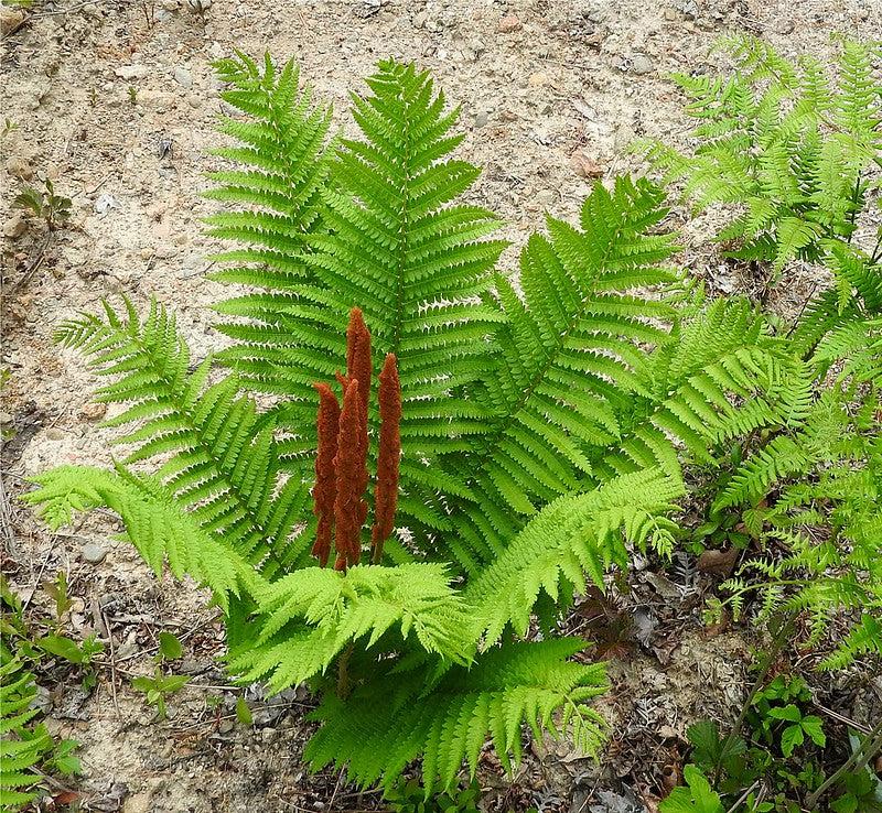 G980 Fern Osmunda Cinnamonea 8 1be53f54 82f8 4145 83f5 00566e65d1eb from www redcrocus com