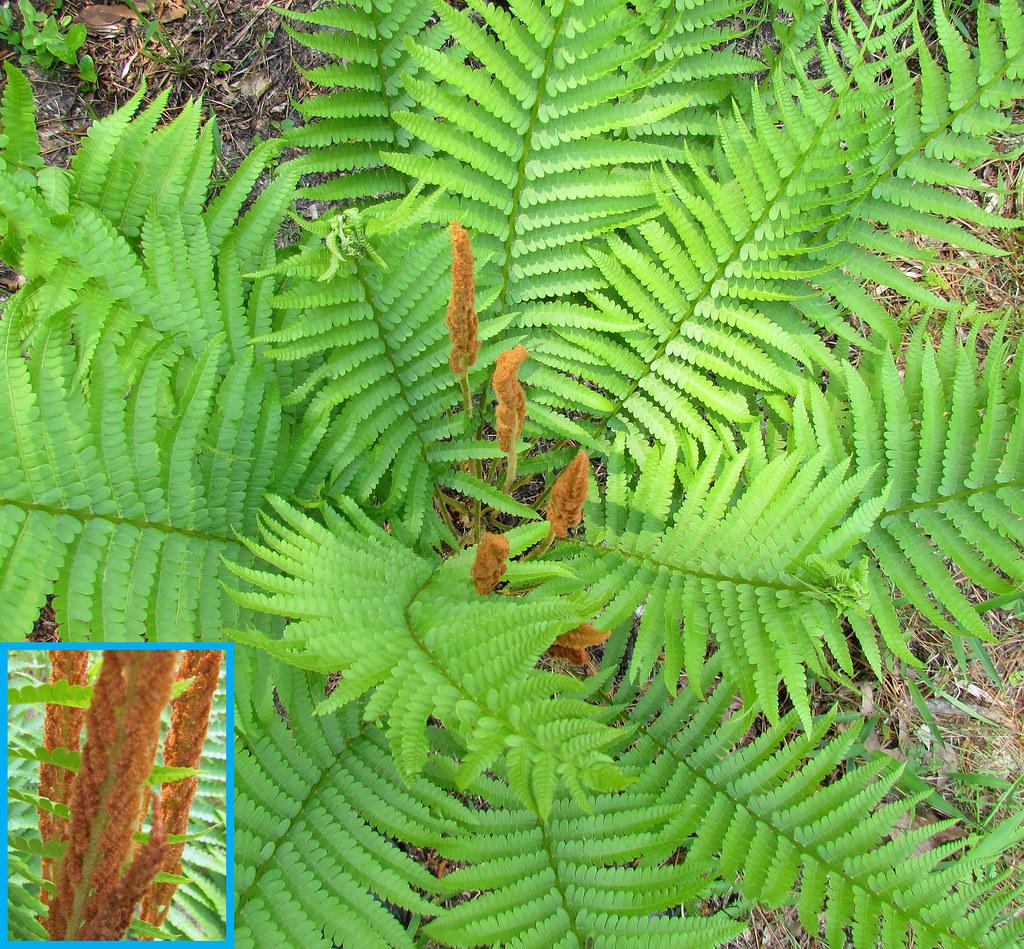 G980 Fern Osmunda Cinnamonea 9 A8ff1117 Ac69 470d Ad4e 07c490765d3d from www redcrocus com