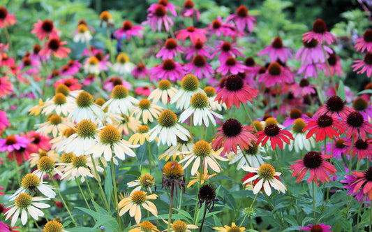 Gee000 Echinacea Assorted - View 1 from www redcrocus com