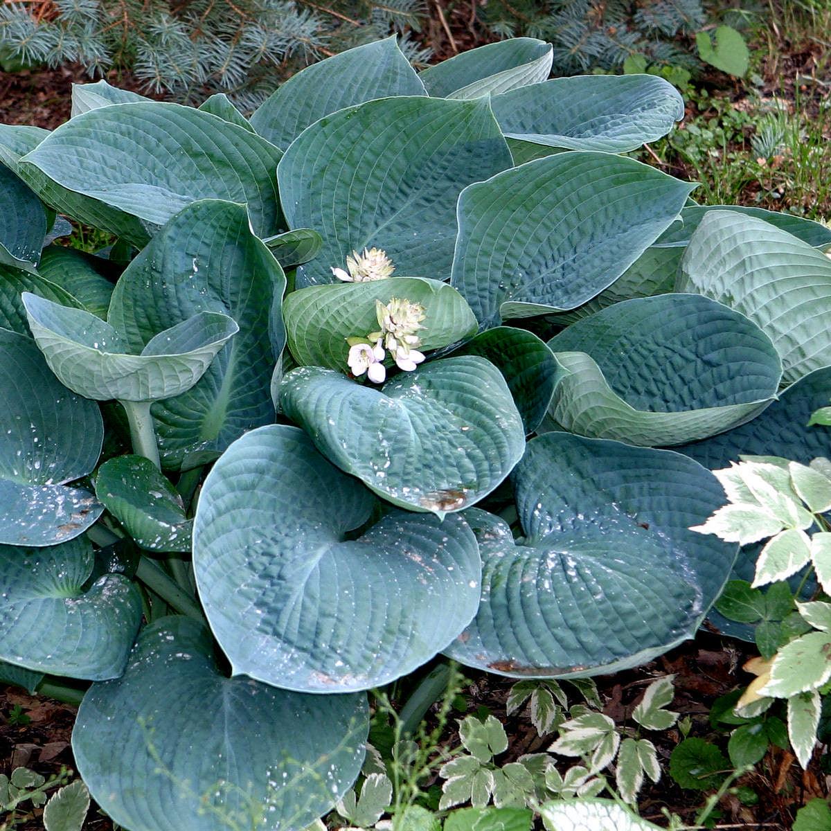 Gh000 Hosta Assorted - View 12 from www redcrocus com