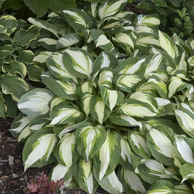 Gh000 Hosta Assorted - View 13 from www redcrocus com