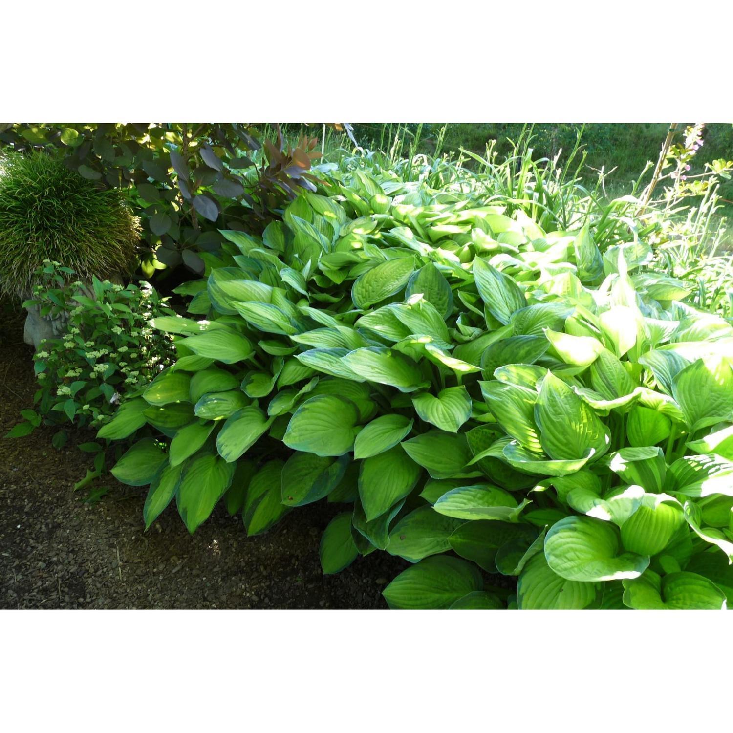 Gh000 Hosta Assorted - View 14 from www redcrocus com