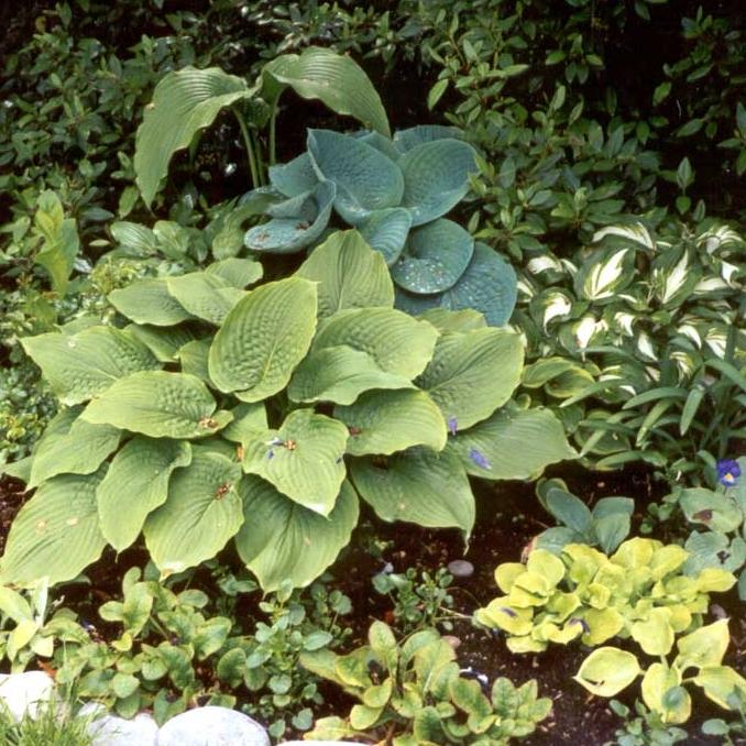 Gh000 Hosta Assorted - View 17 from www redcrocus com