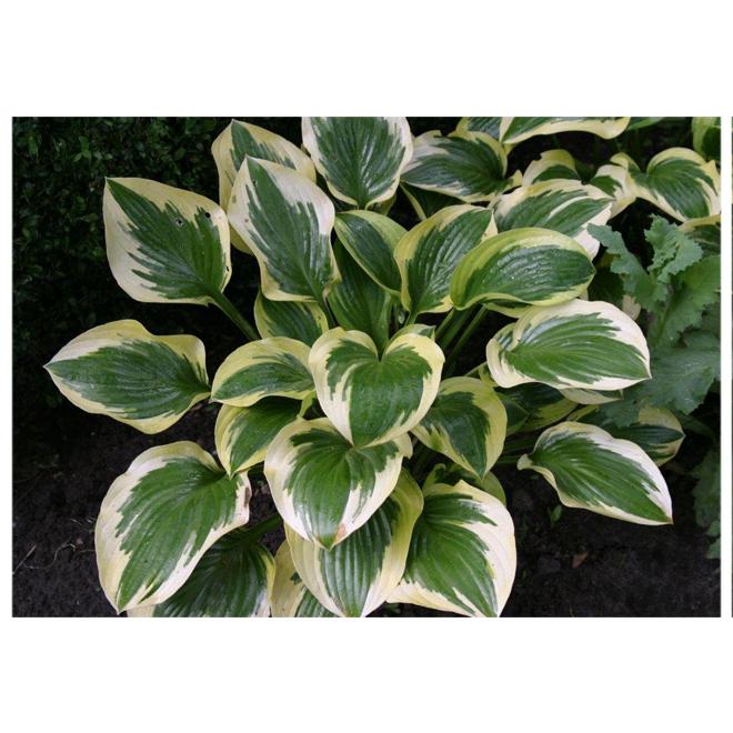 Gh000 Hosta Assorted - View 18 from www redcrocus com