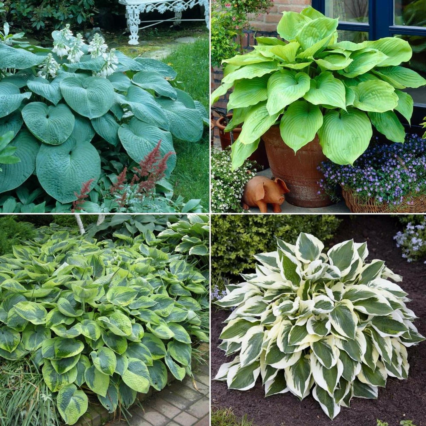Gh000 Hosta Assorted - View 1 from www redcrocus com