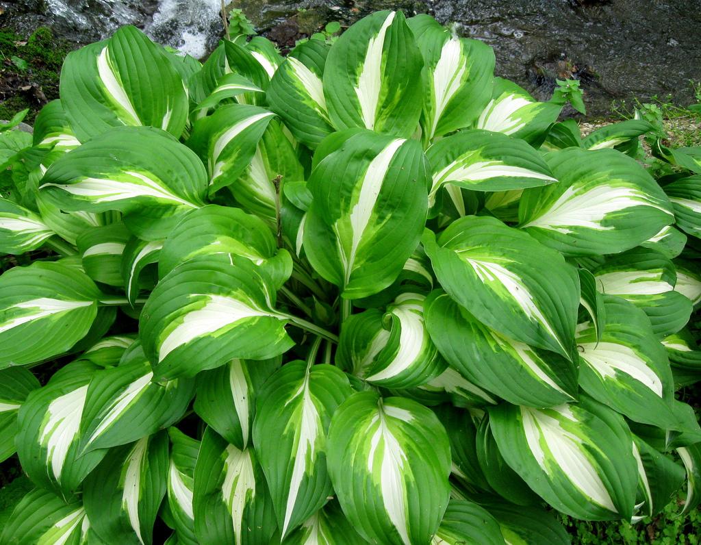 Gh000 Hosta Assorted - View 20 from www redcrocus com
