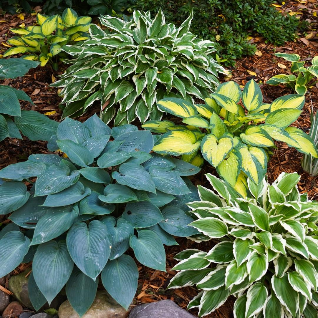 Gh000 Hosta Assorted - View 2 from www redcrocus com