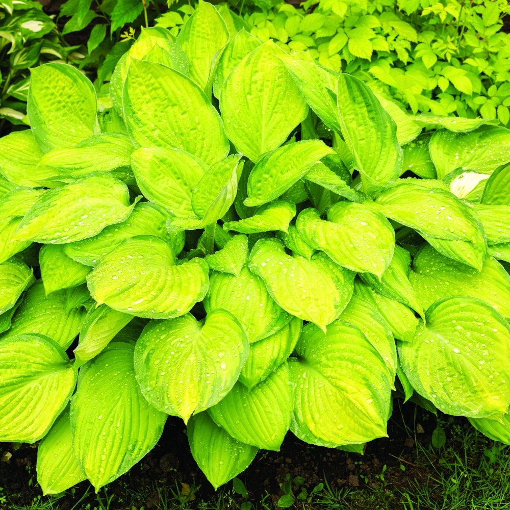 Gh000 Hosta Assorted - View 3 from www redcrocus com