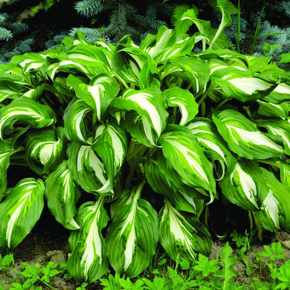 Gh000 Hosta Assorted - View 4 from www redcrocus com