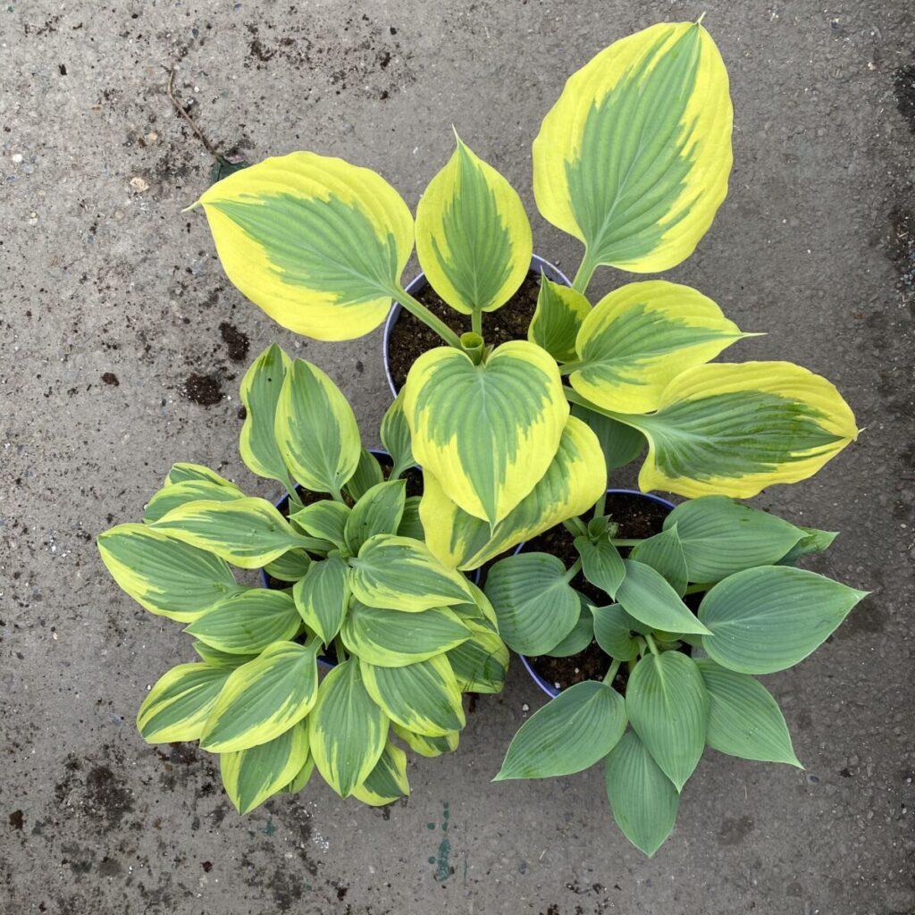 Gh000 Hosta Assorted - View 5 from www redcrocus com