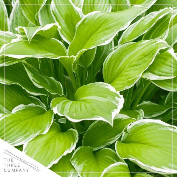 Gh000 Hosta Assorted - View 6 from www redcrocus com