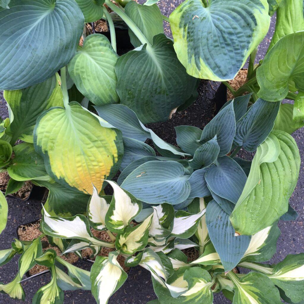 Gh000 Hosta Assorted - View 8 from www redcrocus com