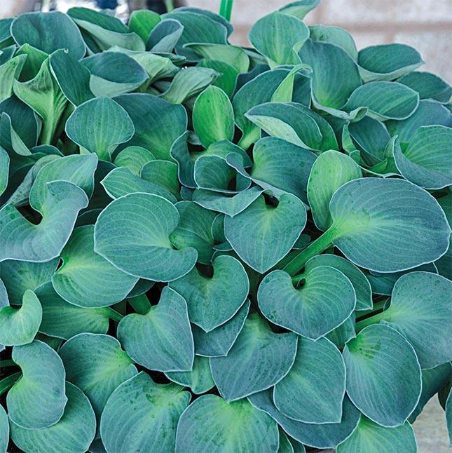 Gh000 Hosta Assorted - View 9 from www redcrocus com