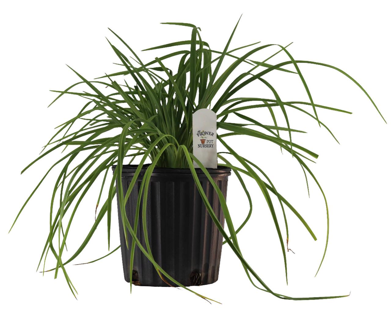 Ghh000 Hemerocallis, Assorted - View 10 from www redcrocus com