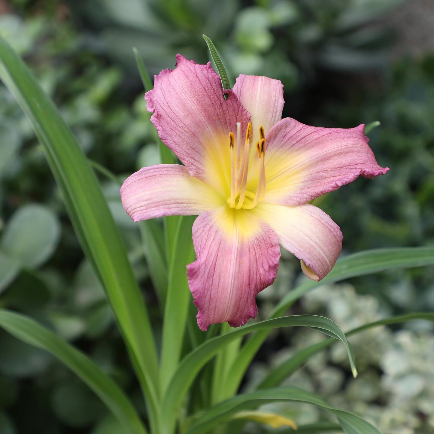 Ghh000 Hemerocallis, Assorted - View 14 from www redcrocus com
