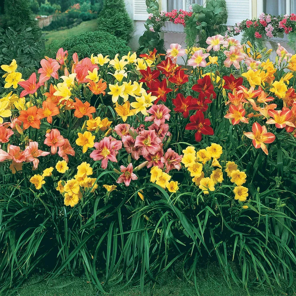 Ghh000 Hemerocallis, Assorted - View 15 from www redcrocus com