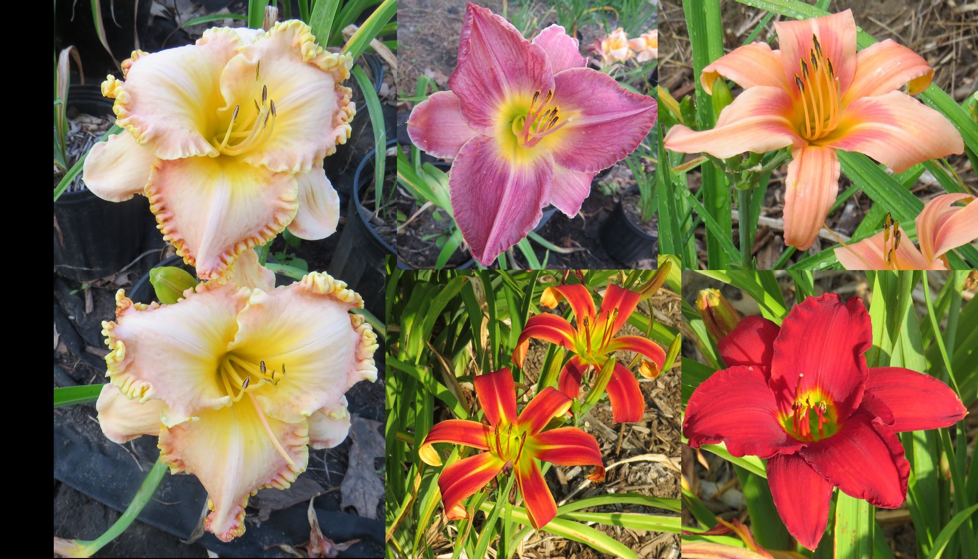 Ghh000 Hemerocallis, Assorted - View 16 from www redcrocus com