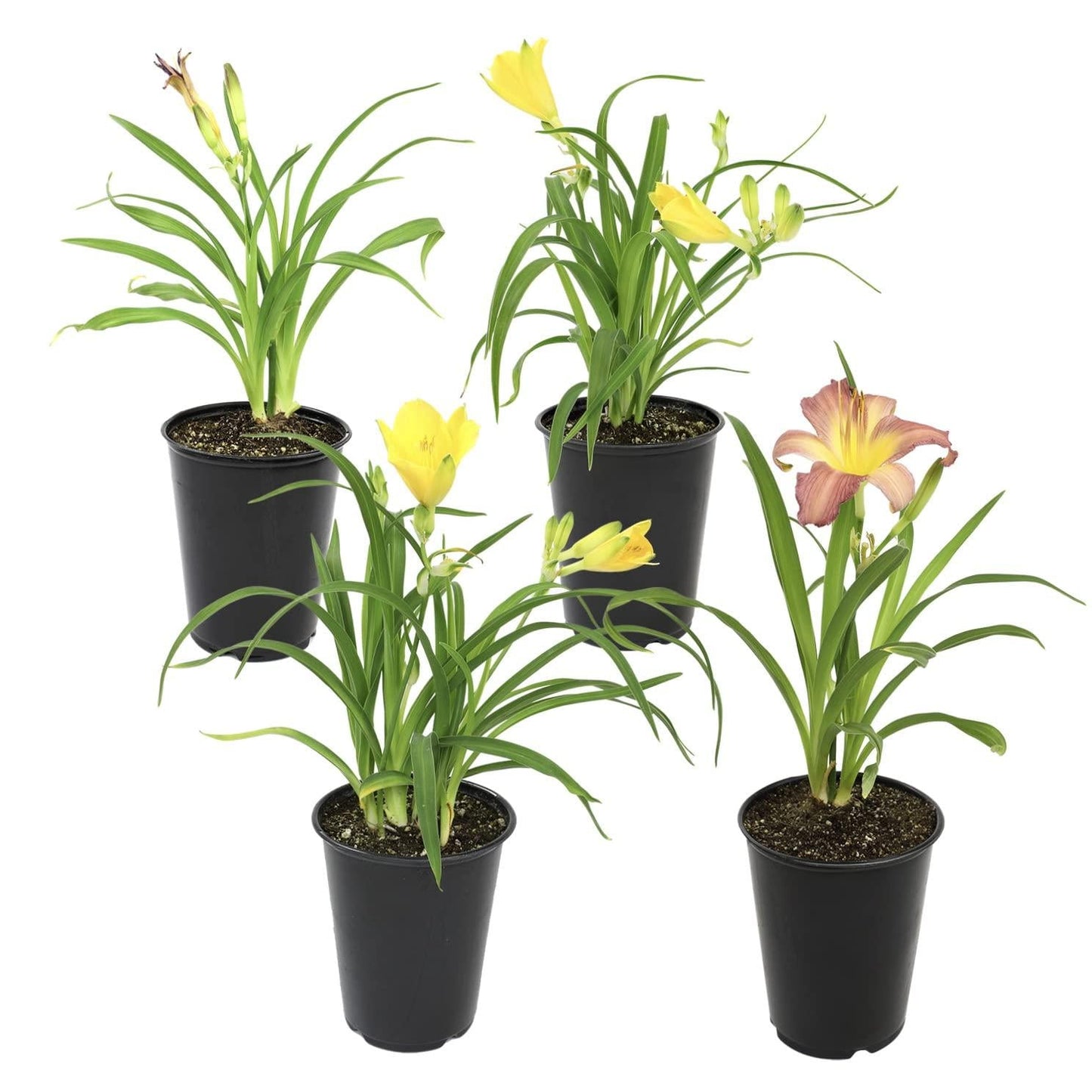 Ghh000 Hemerocallis, Assorted - View 18 from www redcrocus com