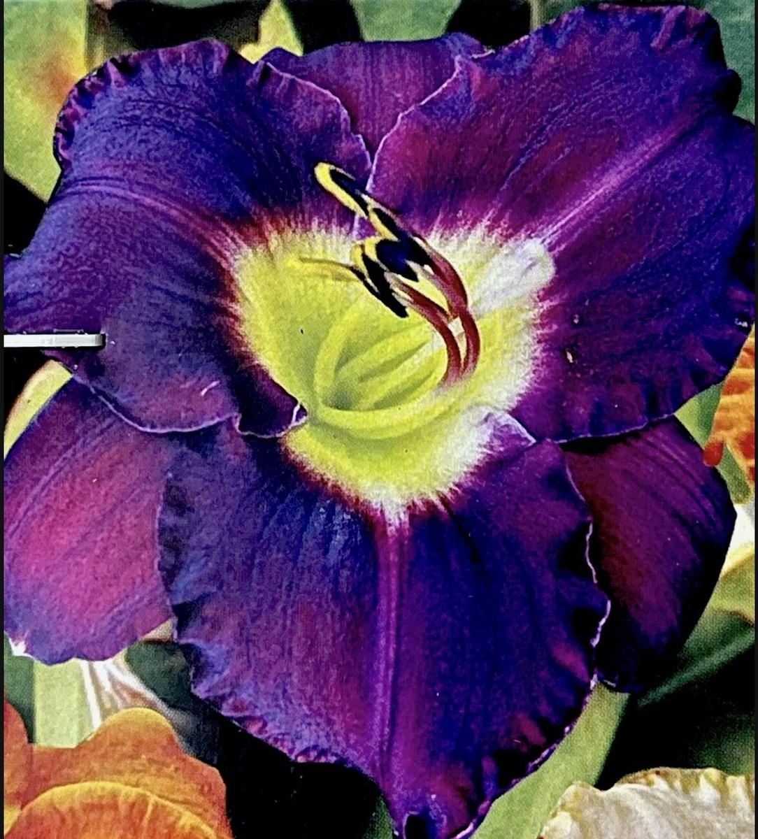 Ghh000 Hemerocallis, Assorted - View 19 from www redcrocus com