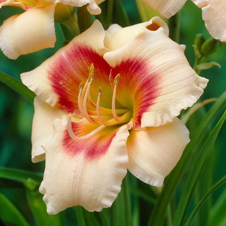 Ghh000 Hemerocallis, Assorted - View 21 from www redcrocus com