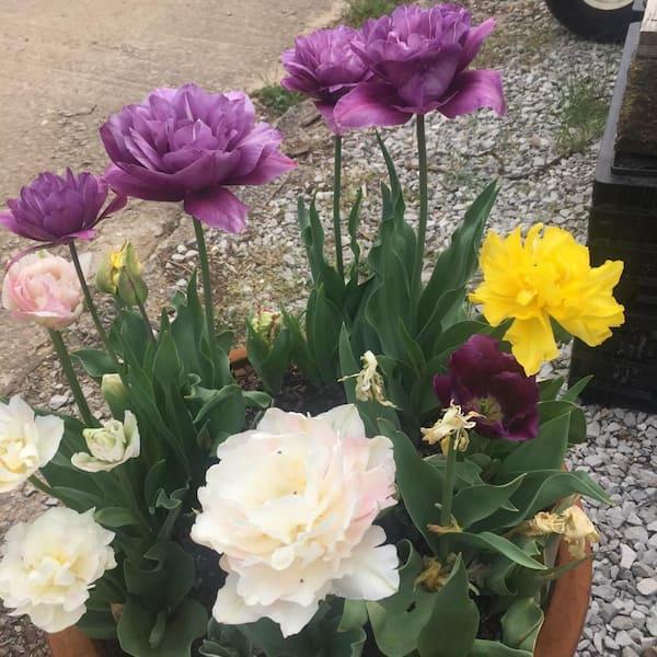 Ghh000 Hemerocallis, Assorted - View 23 from www redcrocus com