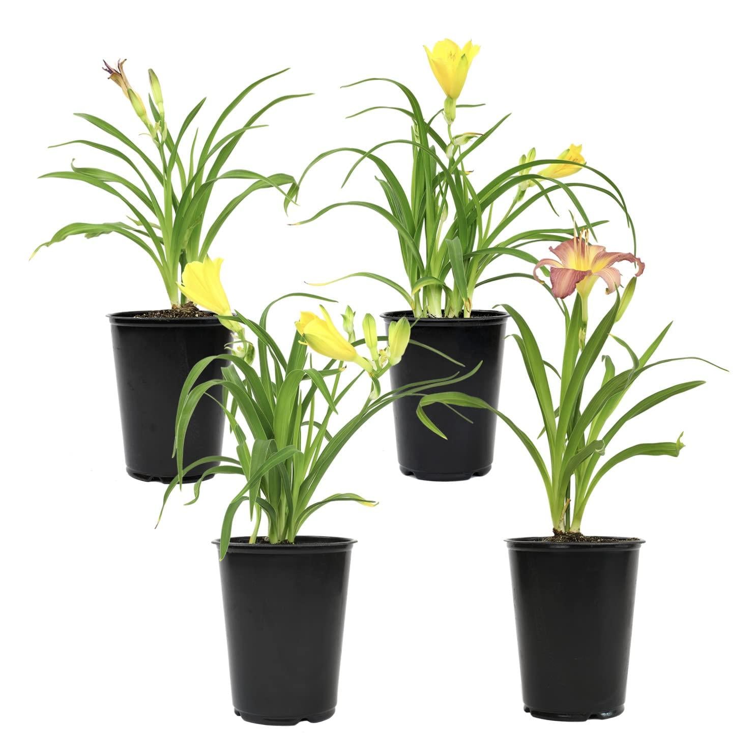 Ghh000 Hemerocallis, Assorted - View 24 from www redcrocus com