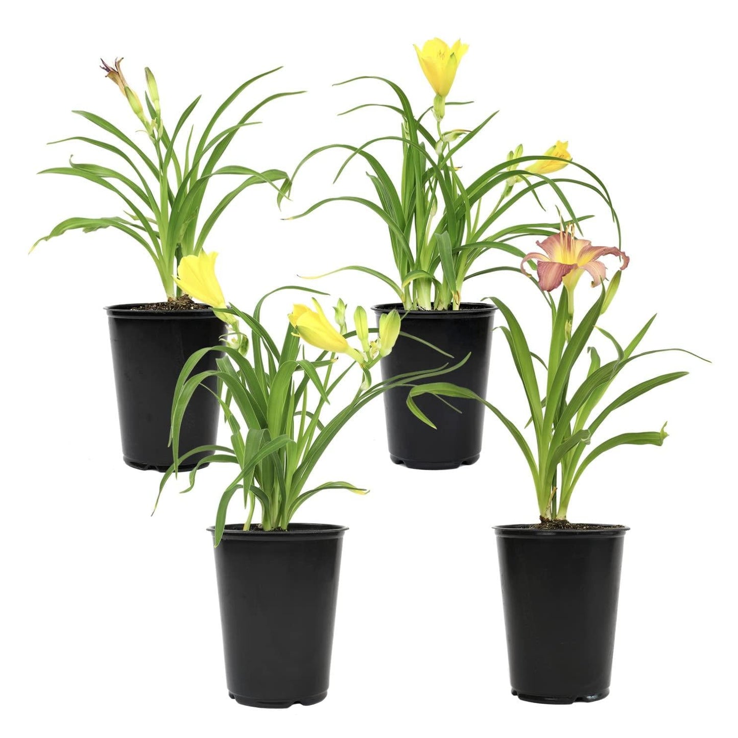Ghh000 Hemerocallis, Assorted - View 24 from www redcrocus com