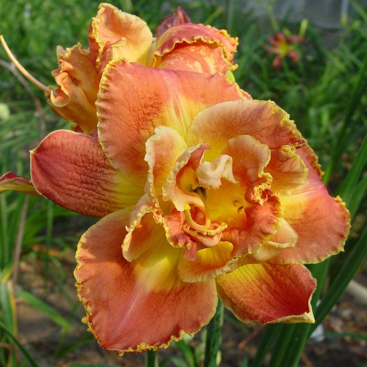 Ghh000 Hemerocallis, Assorted - View 25 from www redcrocus com
