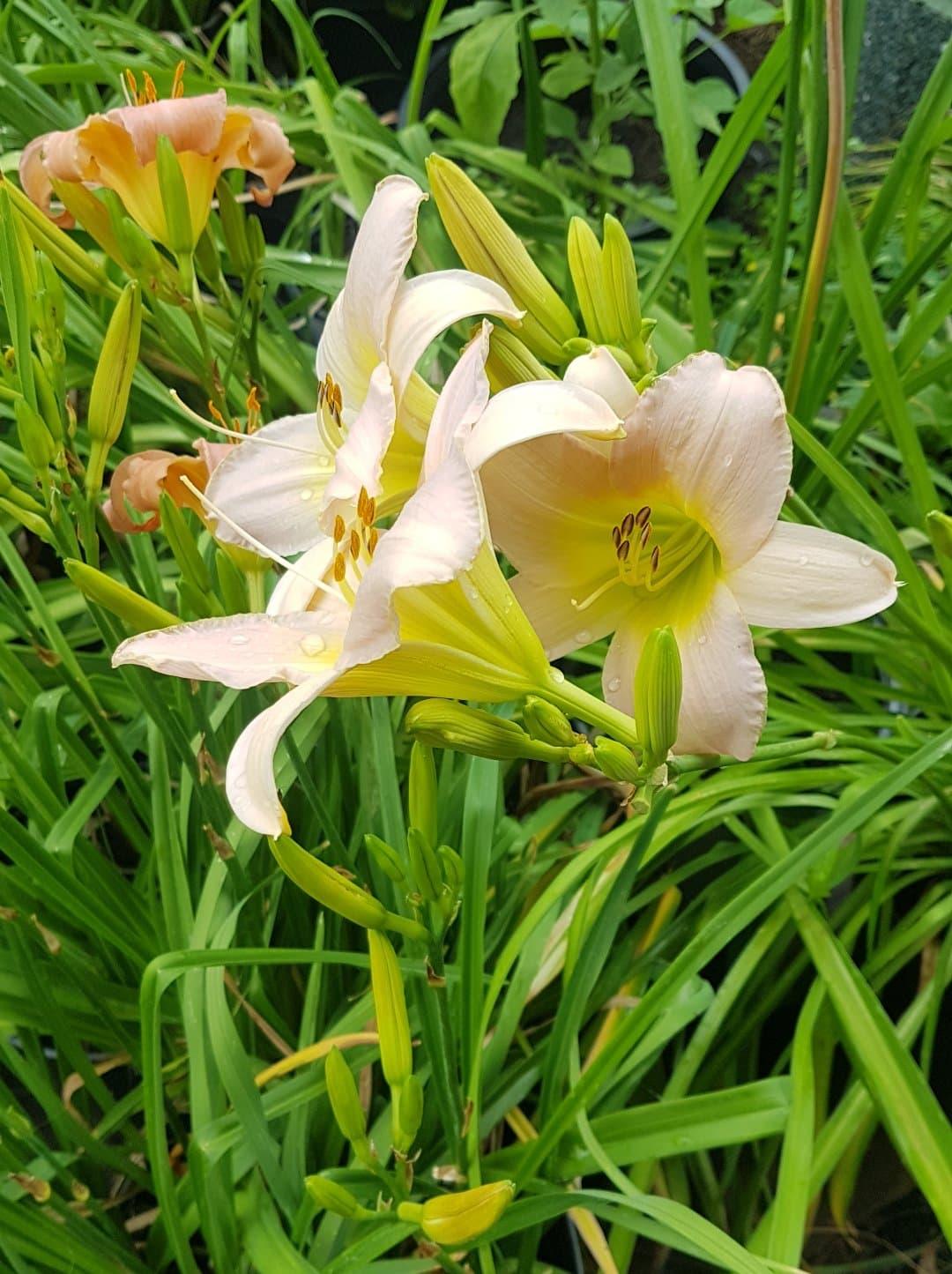 Ghh000 Hemerocallis, Assorted - View 26 from www redcrocus com