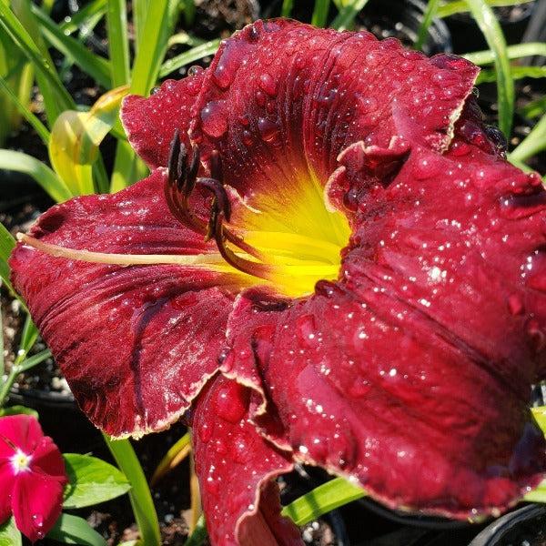 Ghh000 Hemerocallis, Assorted - View 28 from www redcrocus com