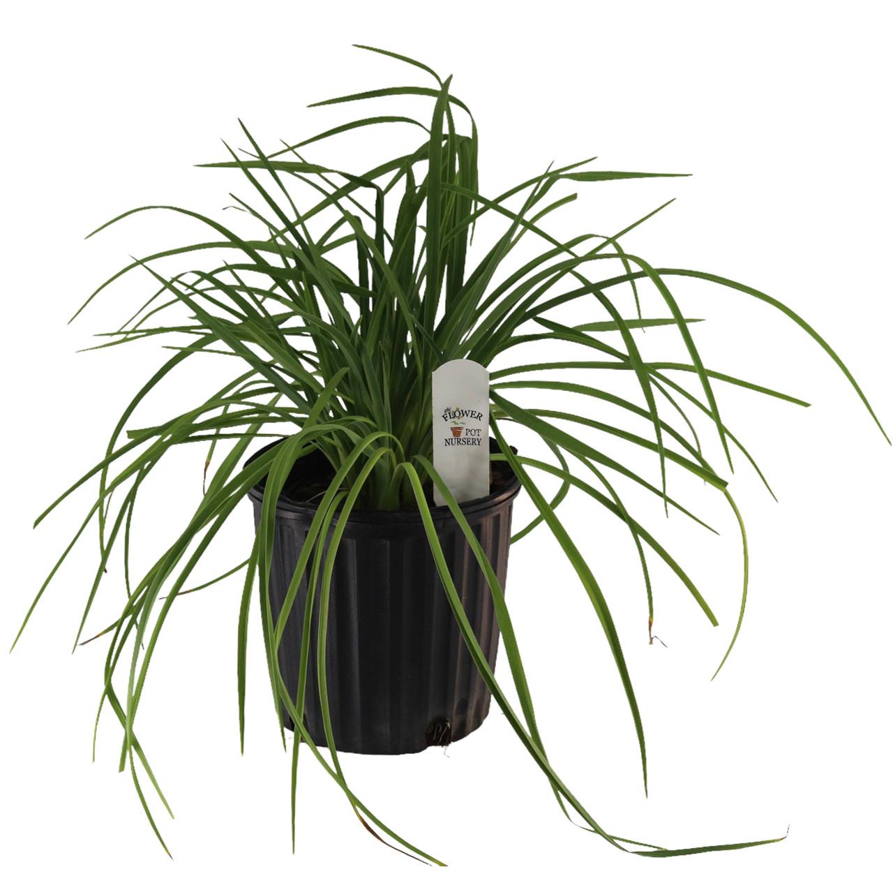 Ghh000 Hemerocallis, Assorted - View 2 from www redcrocus com