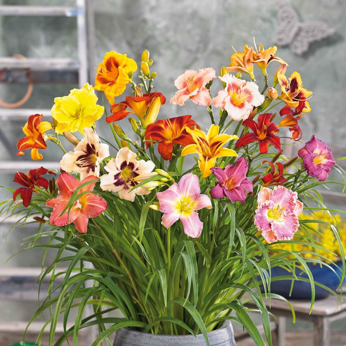 Ghh000 Hemerocallis, Assorted - View 3 from www redcrocus com