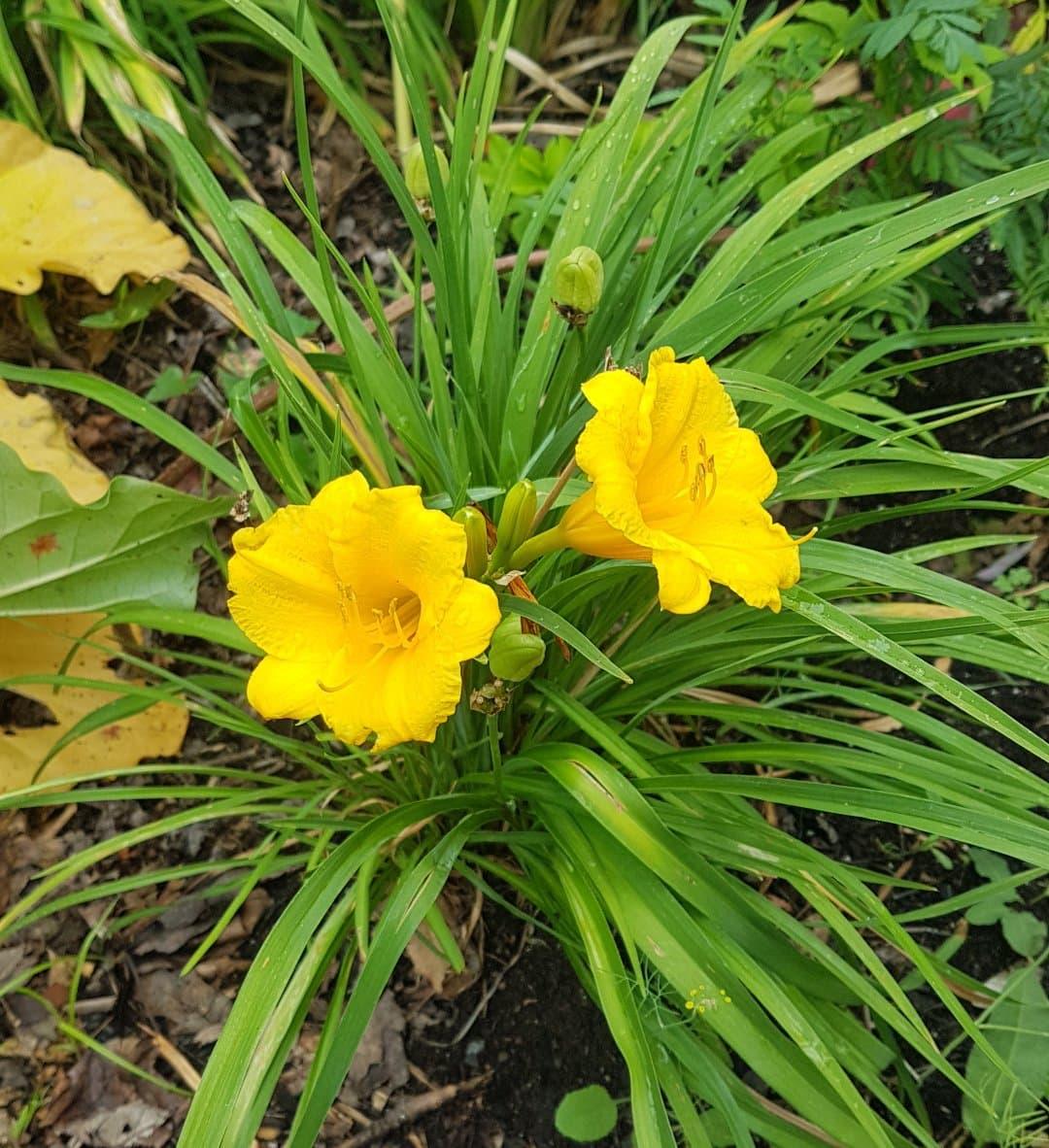 Ghh000 Hemerocallis, Assorted - View 4 from www redcrocus com