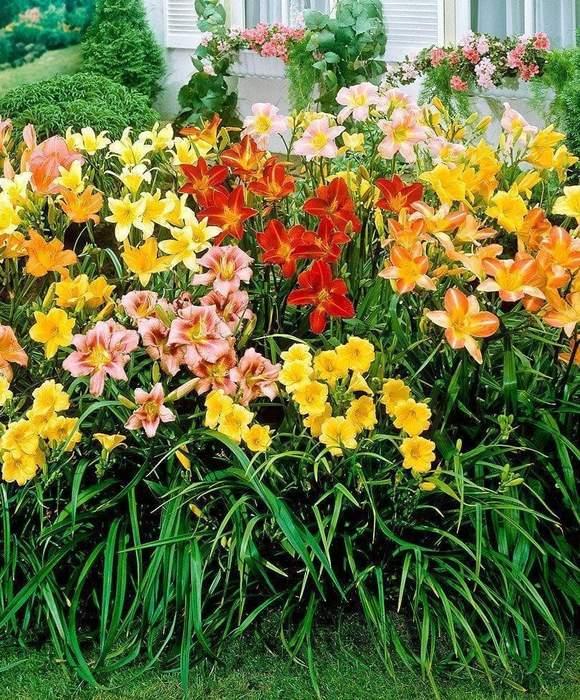 Ghh000 Hemerocallis, Assorted - View 5 from www redcrocus com