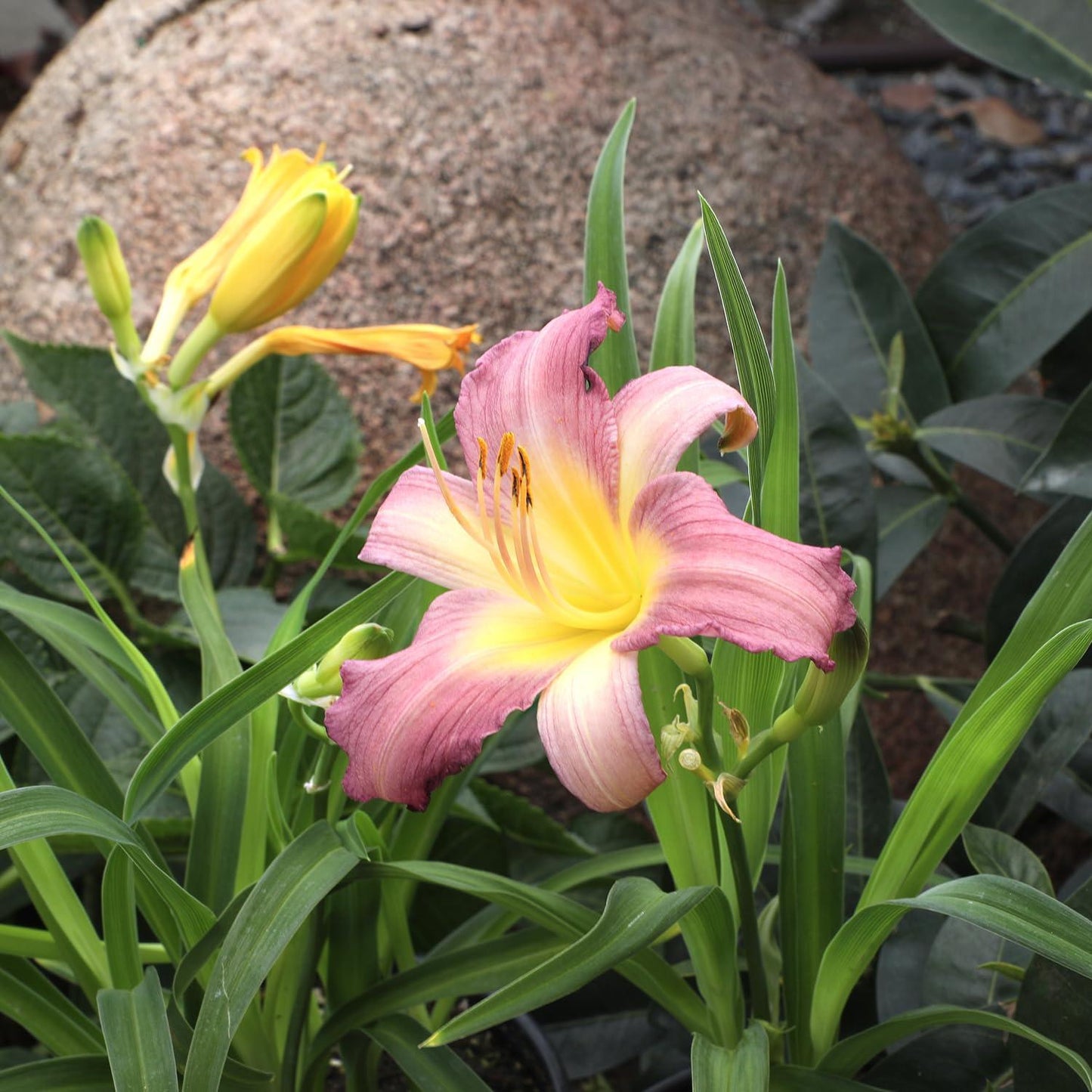 Ghh000 Hemerocallis, Assorted - View 6 from www redcrocus com