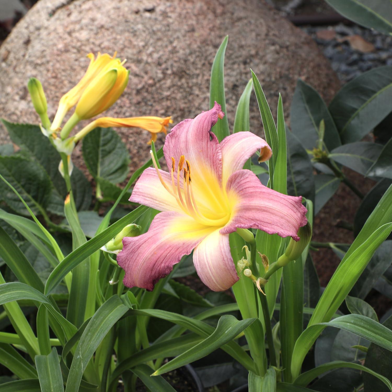 Ghh000 Hemerocallis, Assorted - View 6 from www redcrocus com
