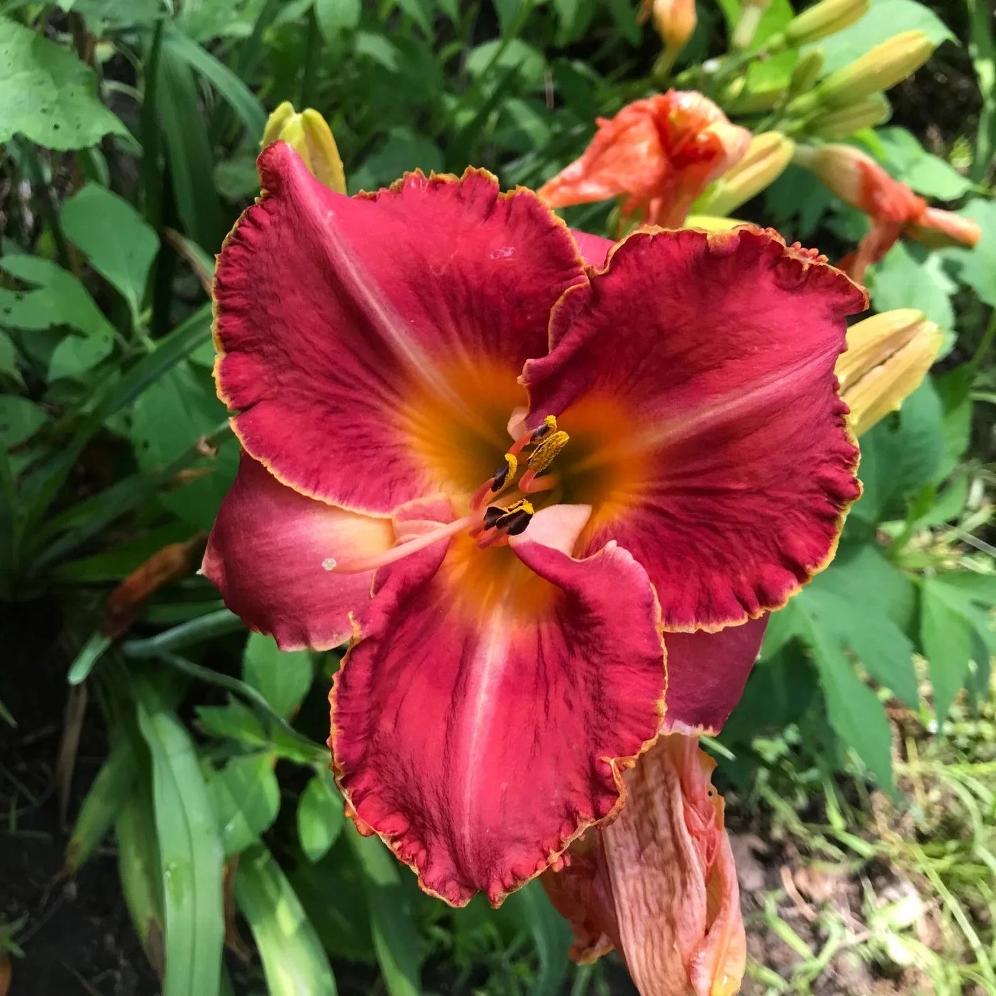 Ghh000 Hemerocallis, Assorted - View 7 from www redcrocus com