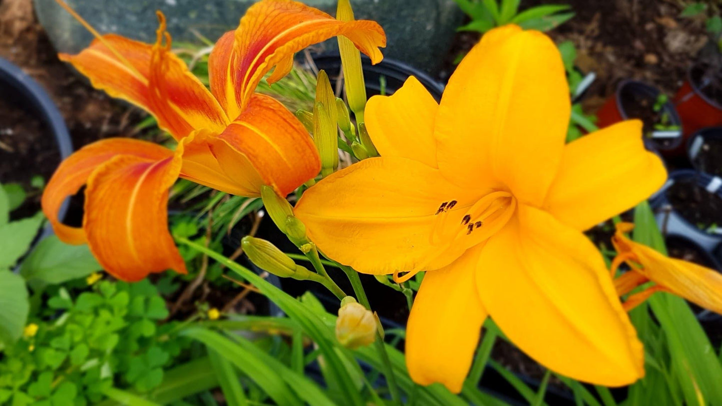 Ghh000 Hemerocallis, Assorted - View 8 from www redcrocus com