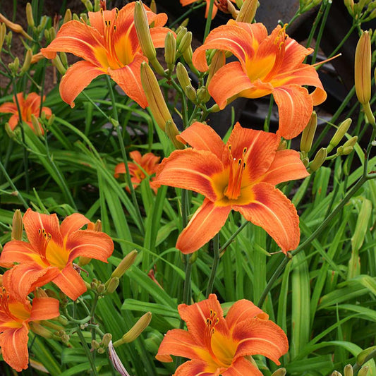 Ghh000 Hemerocallis Assorted - View 10 from www redcrocus com