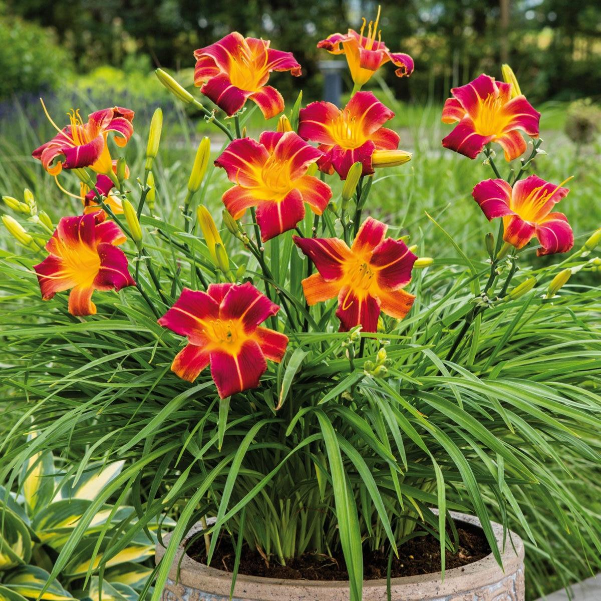 Ghh000 Hemerocallis Assorted - View 14 from www redcrocus com