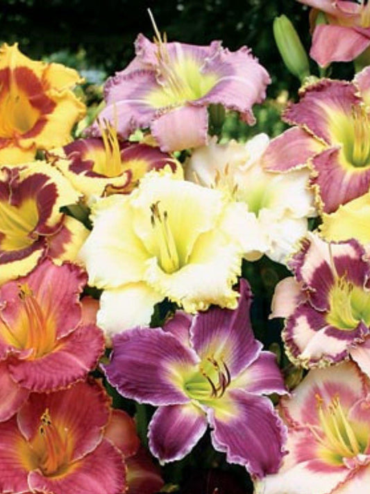 Ghh000 Hemerocallis Assorted - View 1 from www redcrocus com